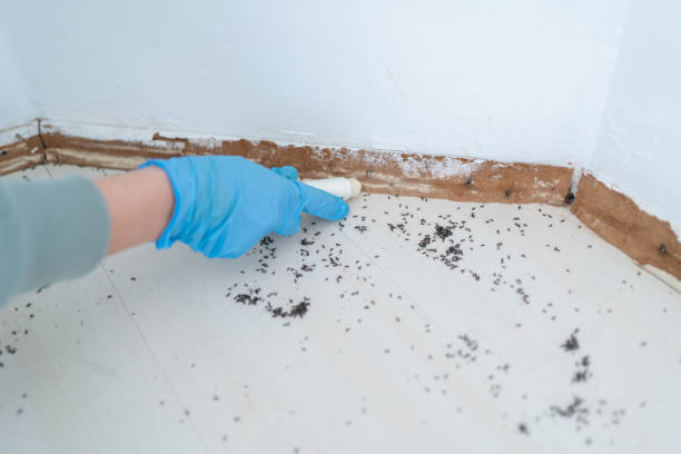 Best Cockroach Control Services  in Mcalester, OK